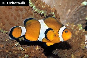 Anemonefish / Clownfish
