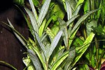 hygrophila corymbosa angustifolia