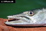 sphyraena barracuda