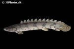 polypterus endlicherii