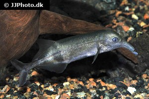 Elephantfish / Mormyrids