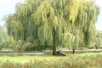 01 london   bushy park
