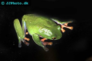 Frogs - Tree