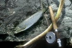 24 lapland wild trout
