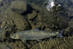 62 lapland wild trout