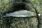 64 lapland wild trout