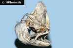 coryphaena hippurus