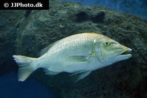 Other Seabream