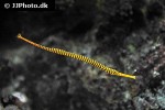 dunckerocampus pessuliferus