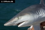 carcharhinus limbatus