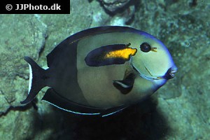 Surgeonfish / Unicornfish